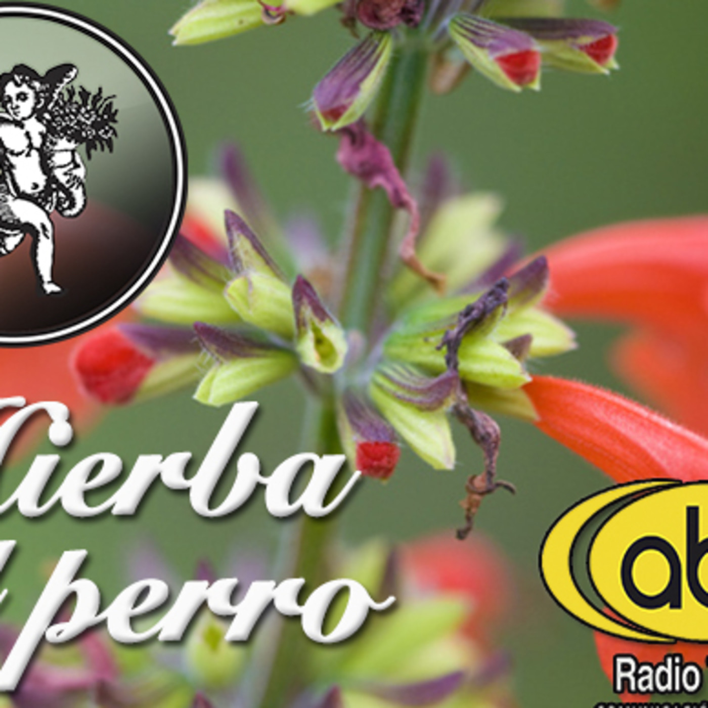 El Angel de tu Salud - HIERBA DEL PERRO 2 episode artwork