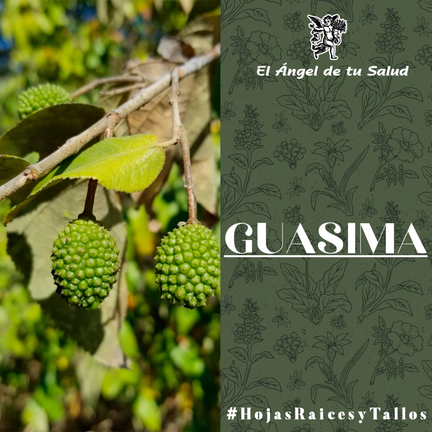 El Ángel de tu Salud - Guasima** episode artwork