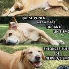 Qué hacer ante el envenenamiento de tu perro