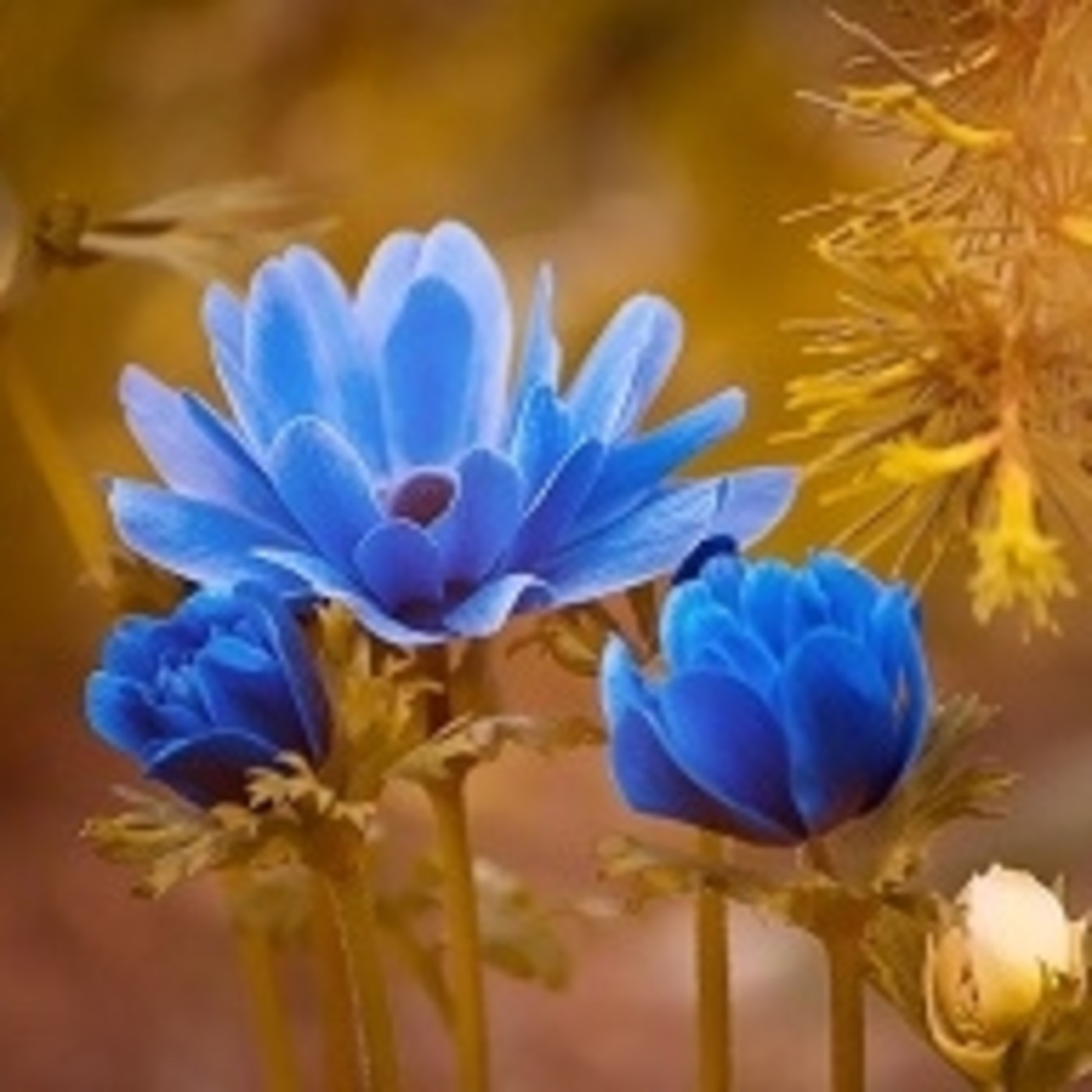 Primavera de los sueños