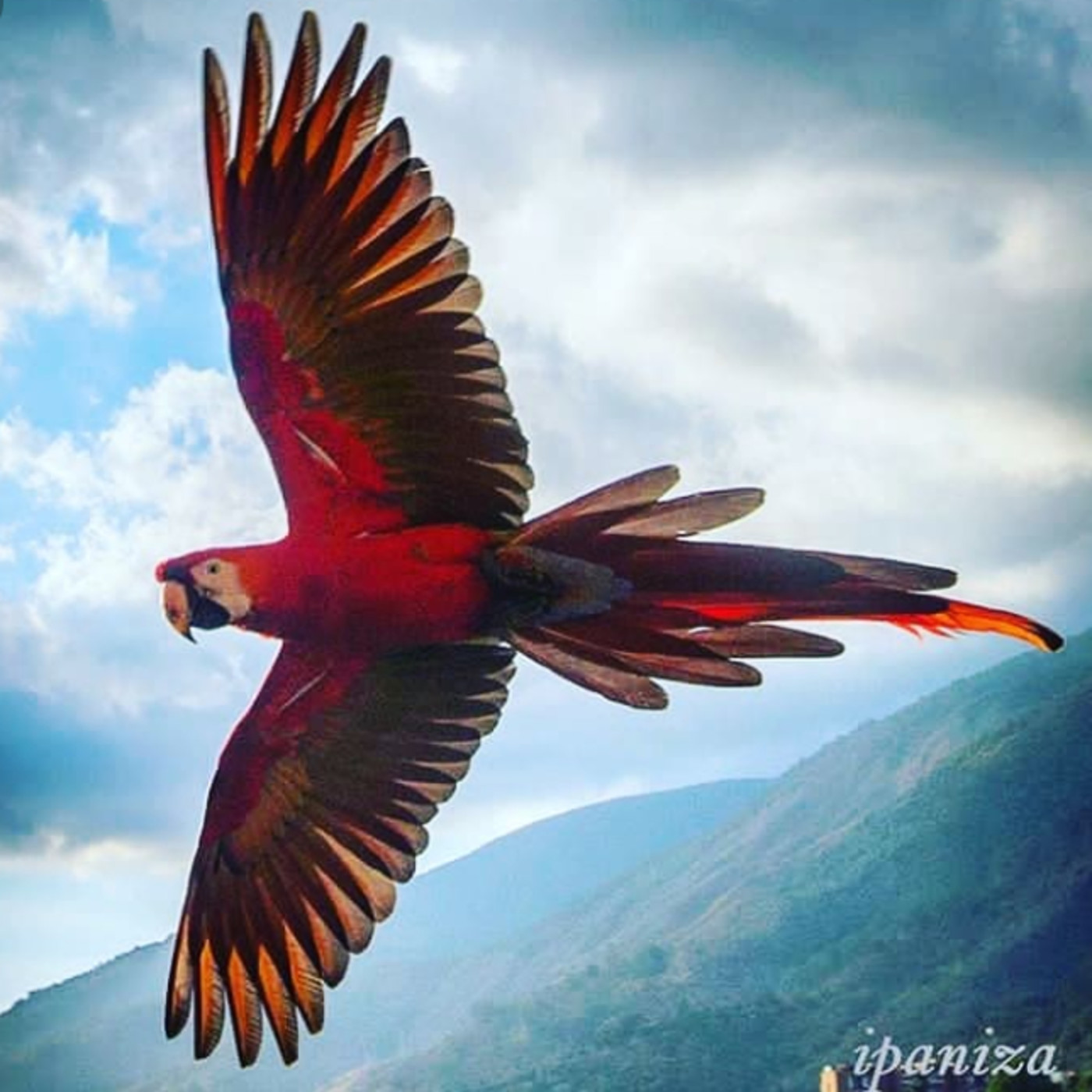 Fénix Tricolor