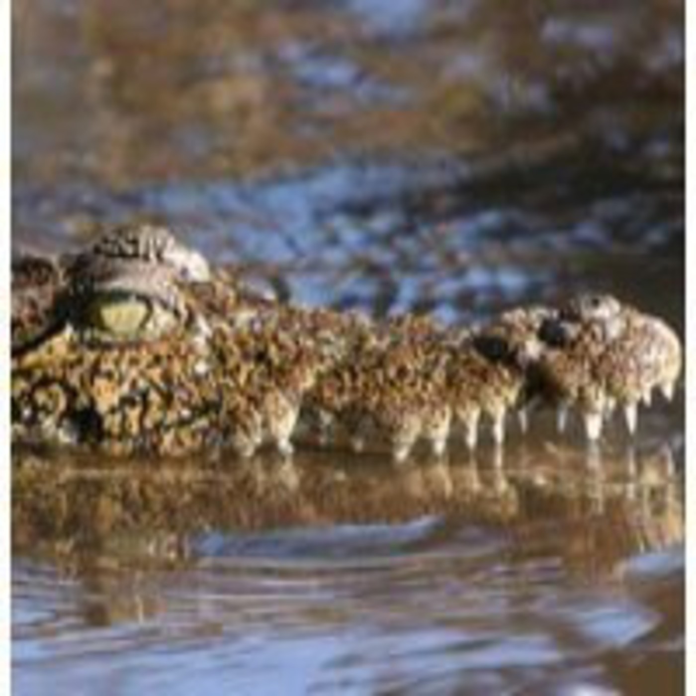 Cocodrilos.Bajo su piel