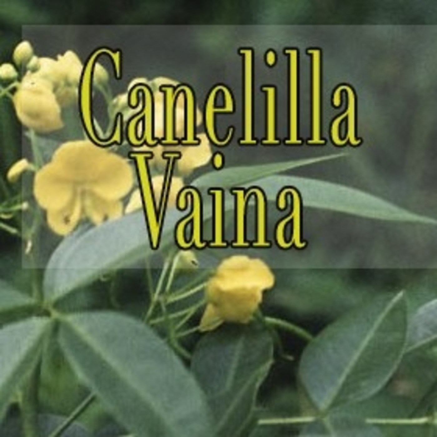 El Ángel de tu Salud - CANELILLA I episode artwork