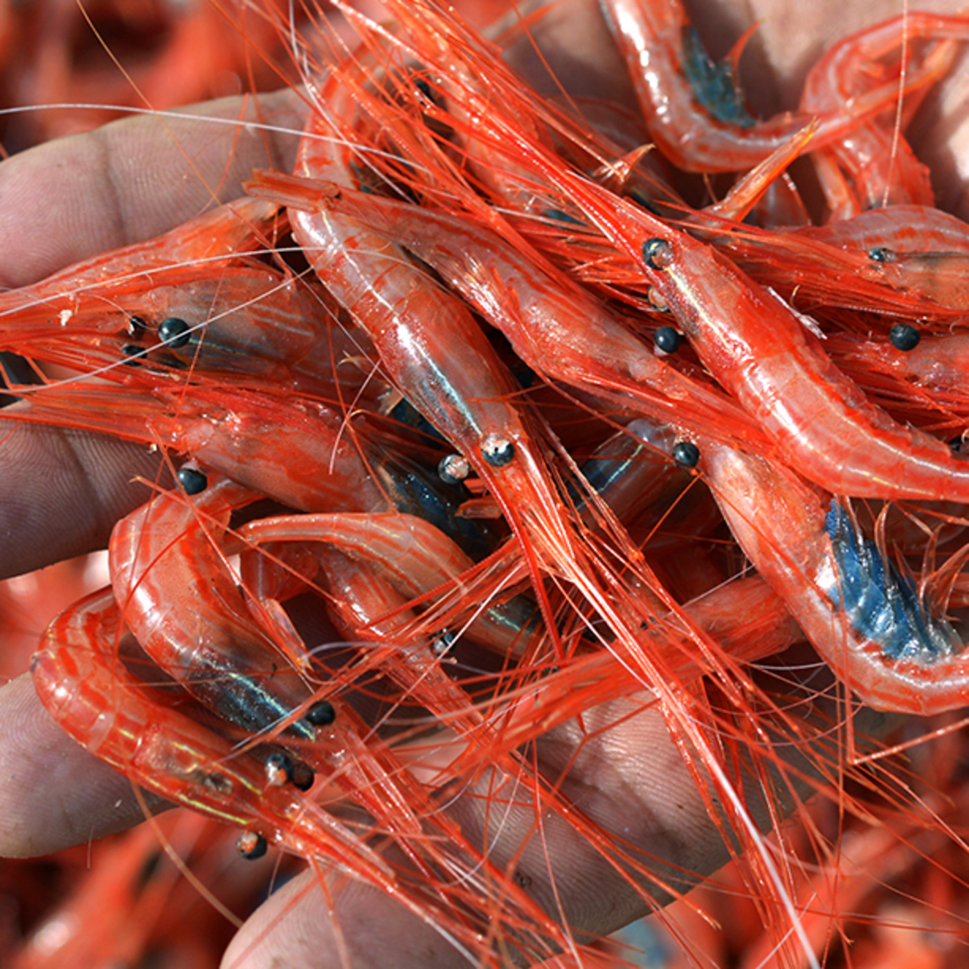 Pesca Tenerife