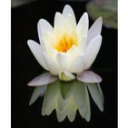 Solo musica de uttara kuru para ascender al templo kosanji de japon. instrumental energetizante. zen, musicoterapia.