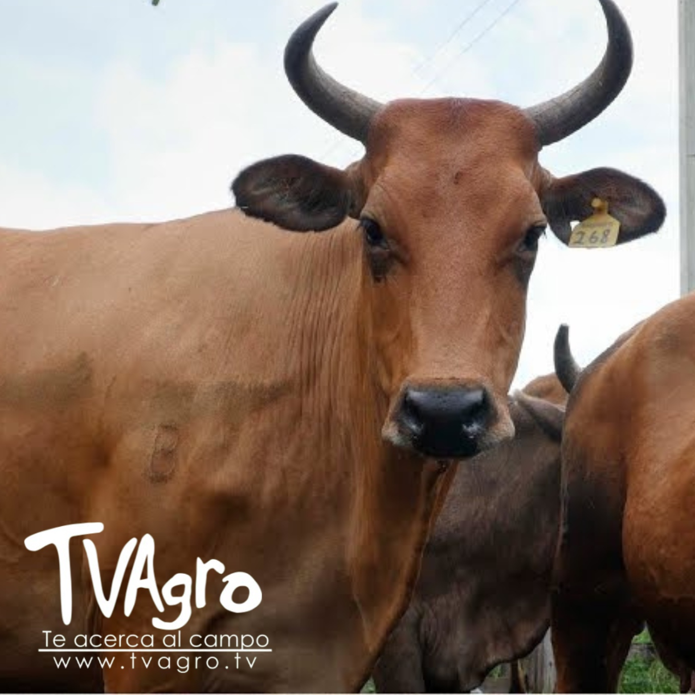 TV AGRO