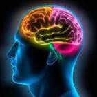Neuropolitica