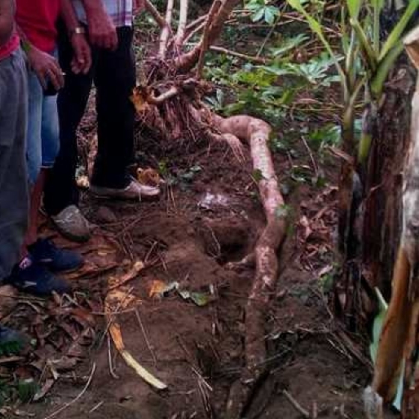 Por mayor producción de alimentos en Mella