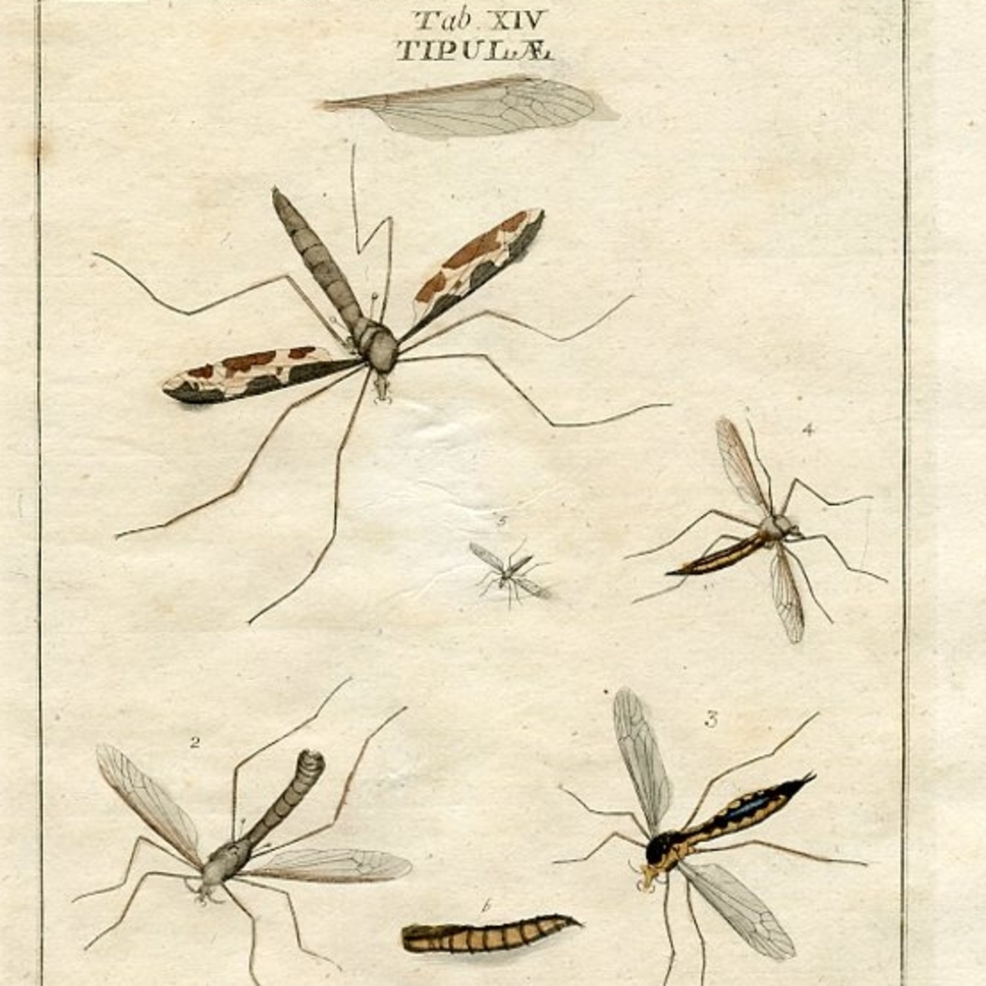 Crónicas Antárticas