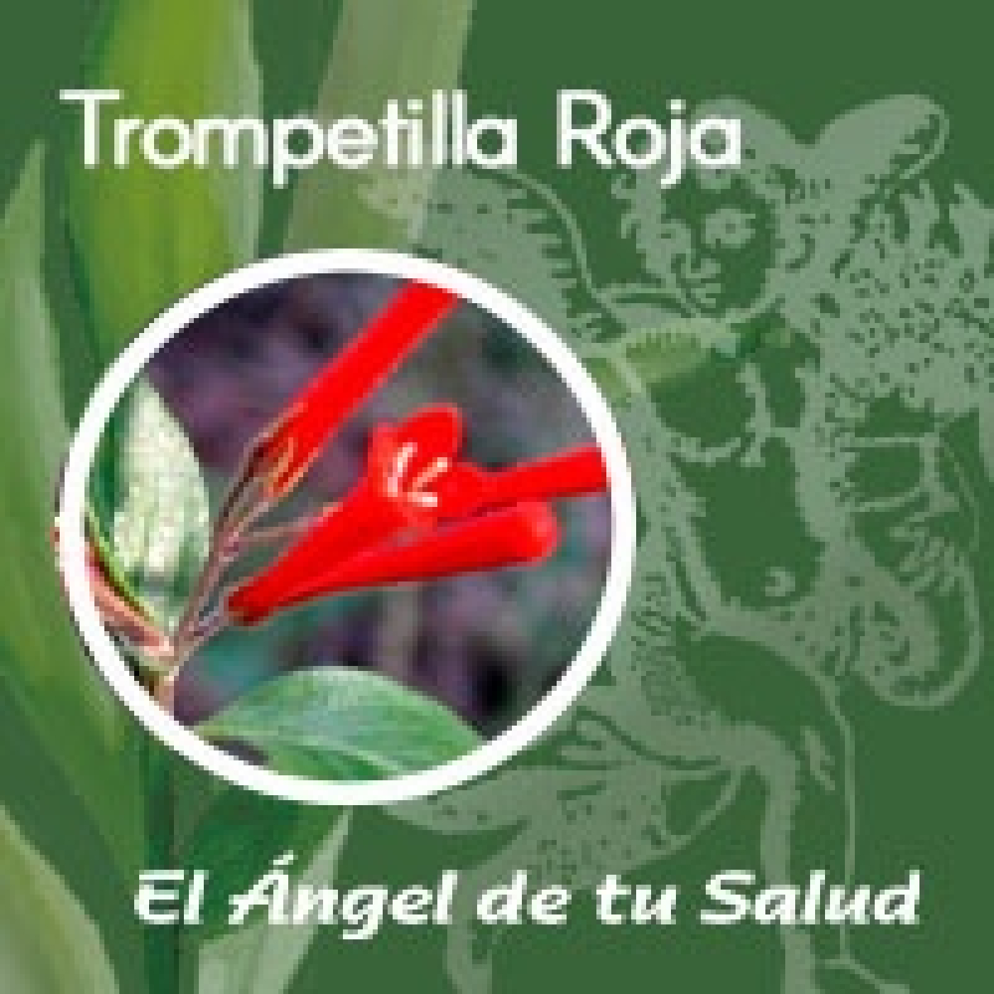 El Ángel de tu Salud - Trompetilla Roja**
