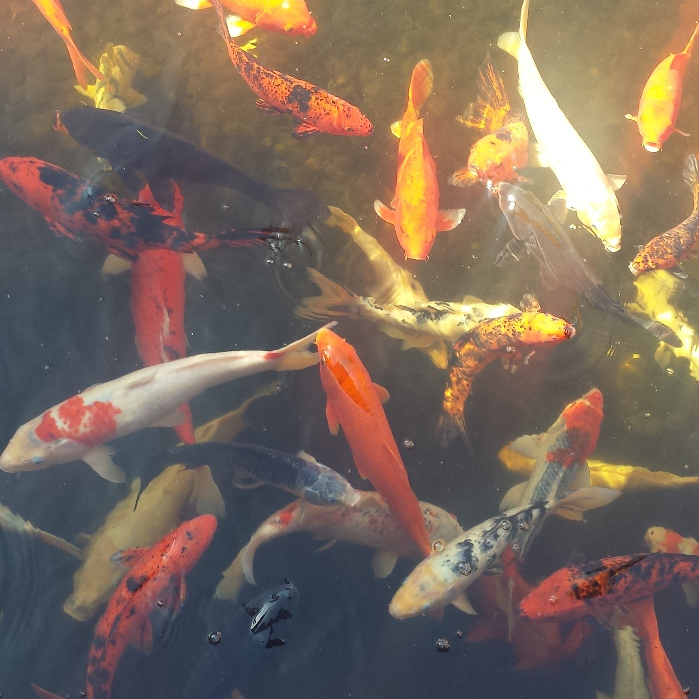 Nuestra Mente es Maravillosa