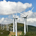 Cómo afectan los molinos de viento a las aves