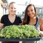 Proyecto Tinyfield: Cultivando lúpulo en los tejados de Brooklyn
