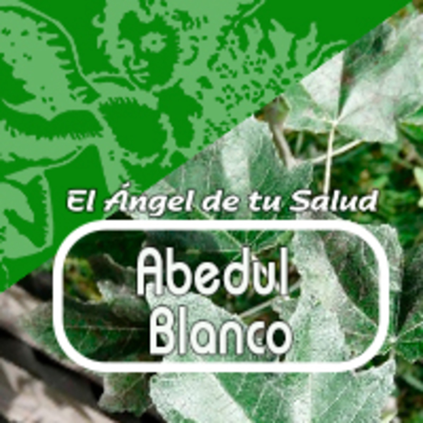 El Angel de tu Salud - ABEDUL BLANCO** episode artwork