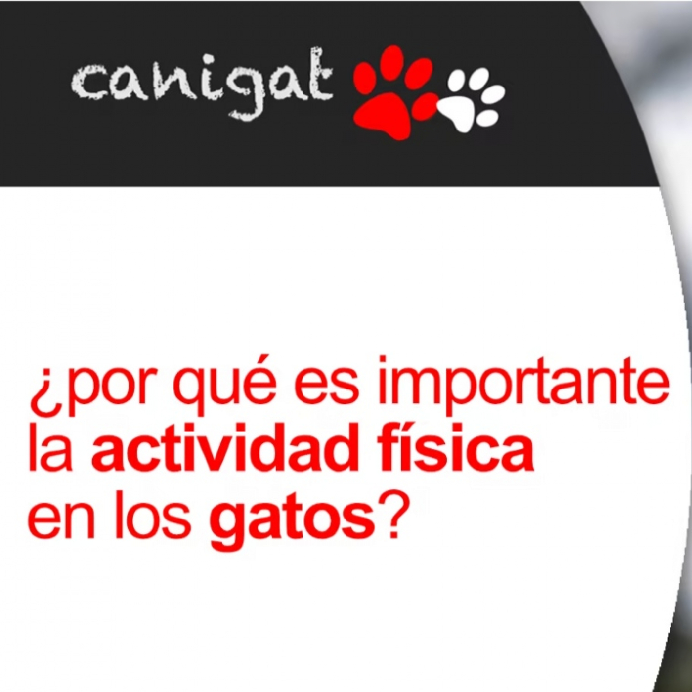 Consejos veterinarios de perros y gatos by canigat