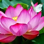 Deva Premal Gayatri Mantra (2 hours)