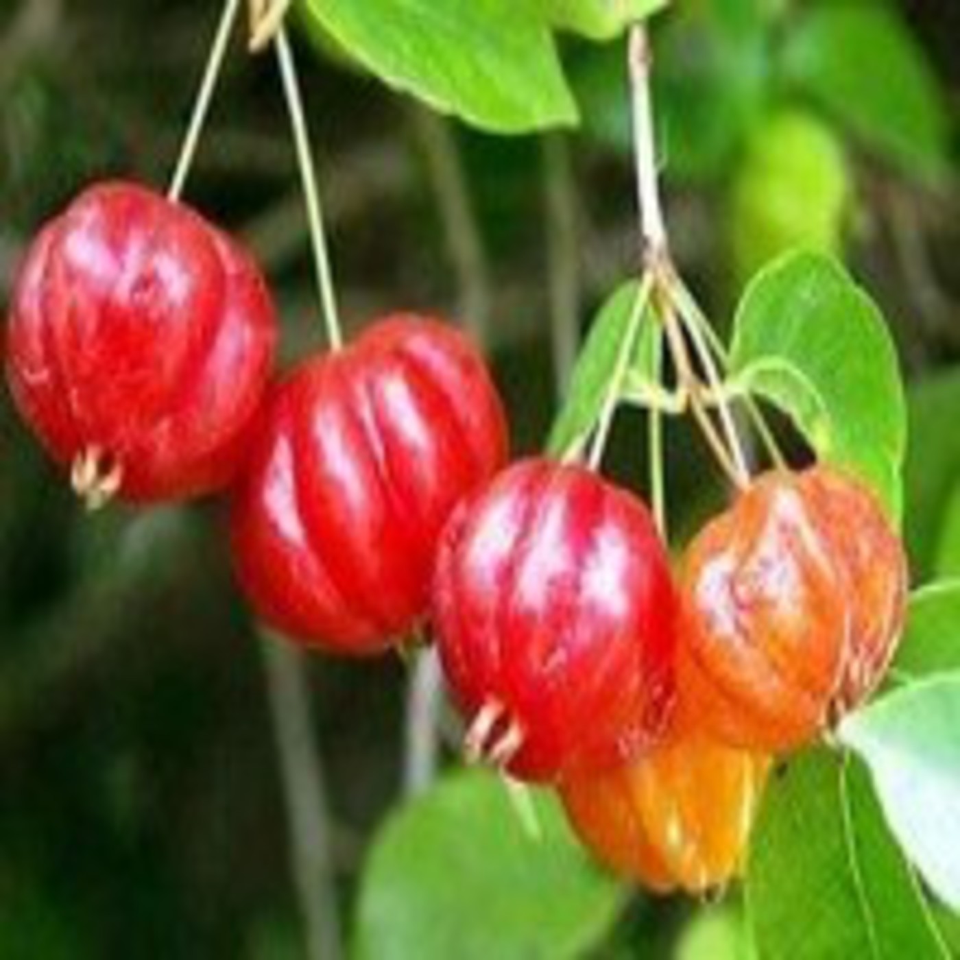 Podcast de Soberanía alimentaria y comuni
