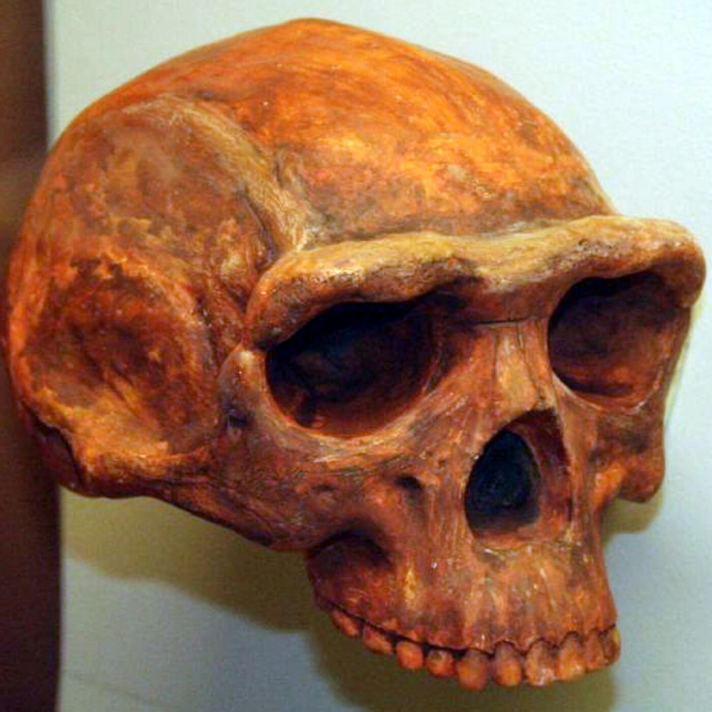 242 - Rep. Evolución Humana 2: Los Primeros Homo: Homo Habilis y Homo Erectus - Episodio exclusivo para mecenas