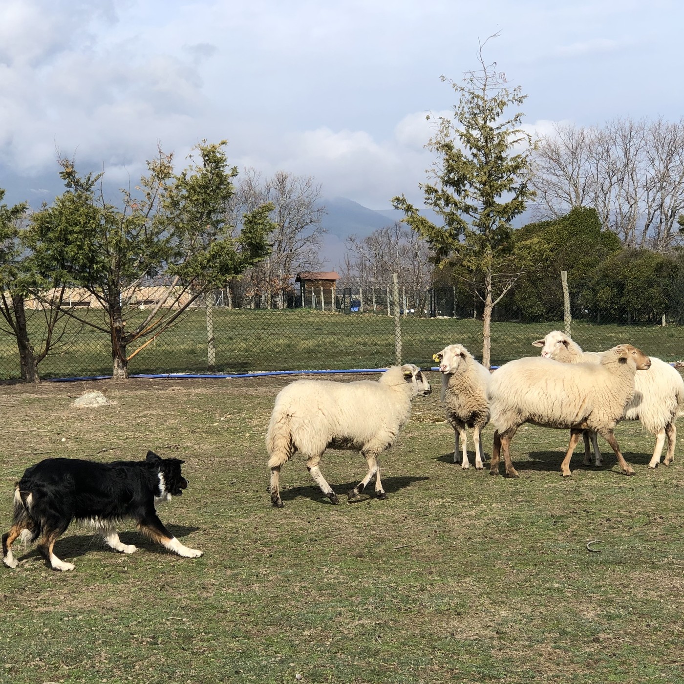 La Ciudad de Los Perros Radio