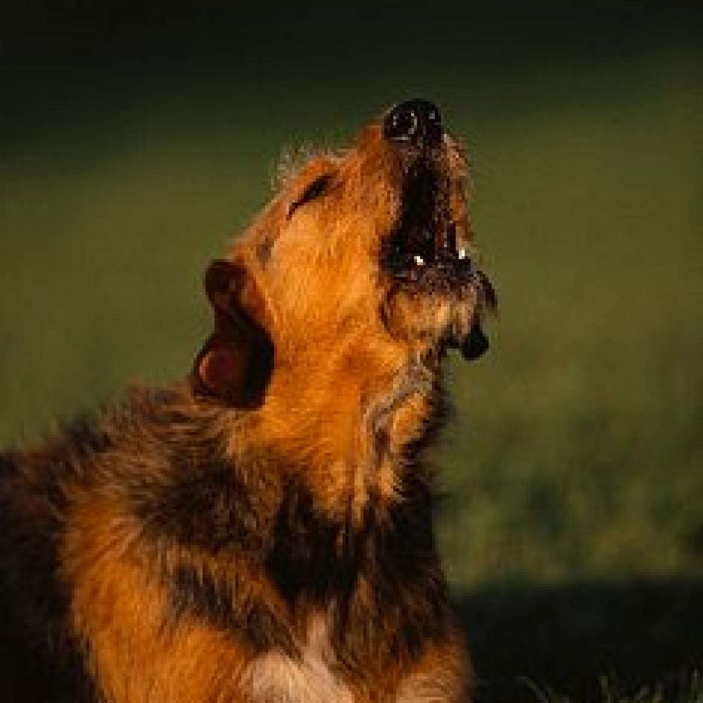 Podcast de Mi Perro Educado