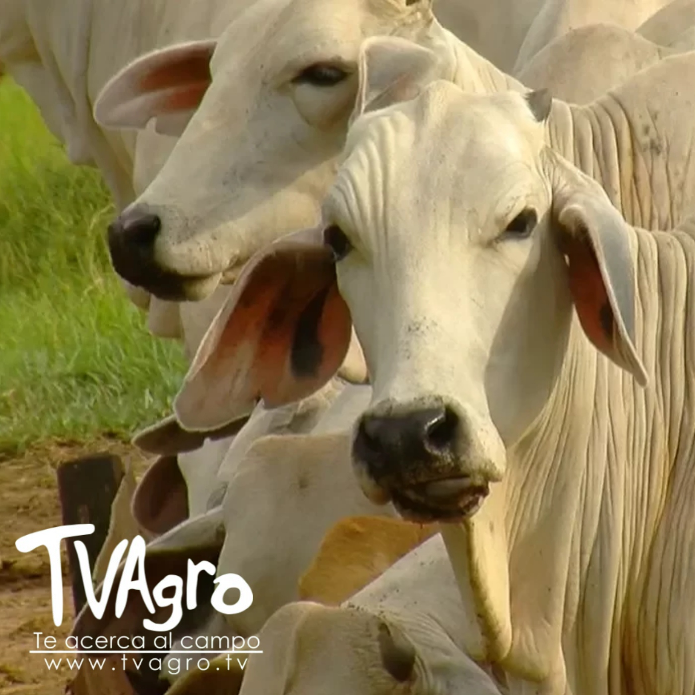 TV AGRO