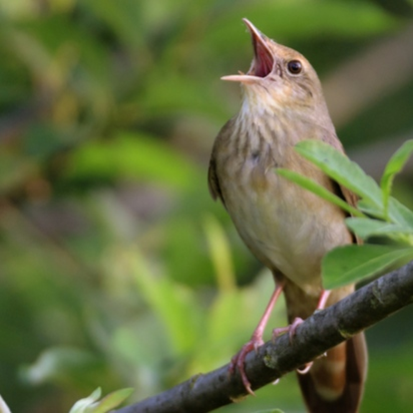 Podcast ONDA DA VINCI