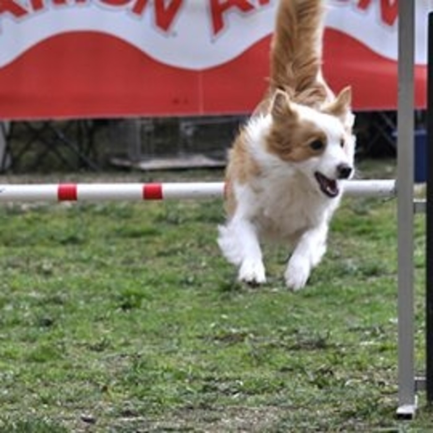 Mediteradio Pata-a-Pata