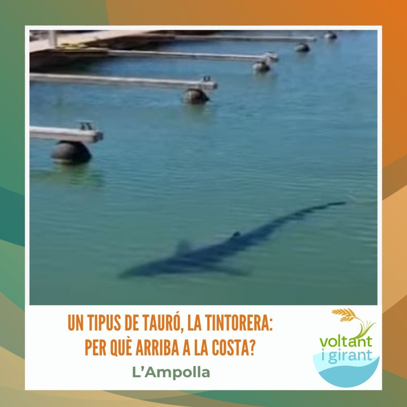 Les tintoreres: per què arriben a la costa? episode artwork
