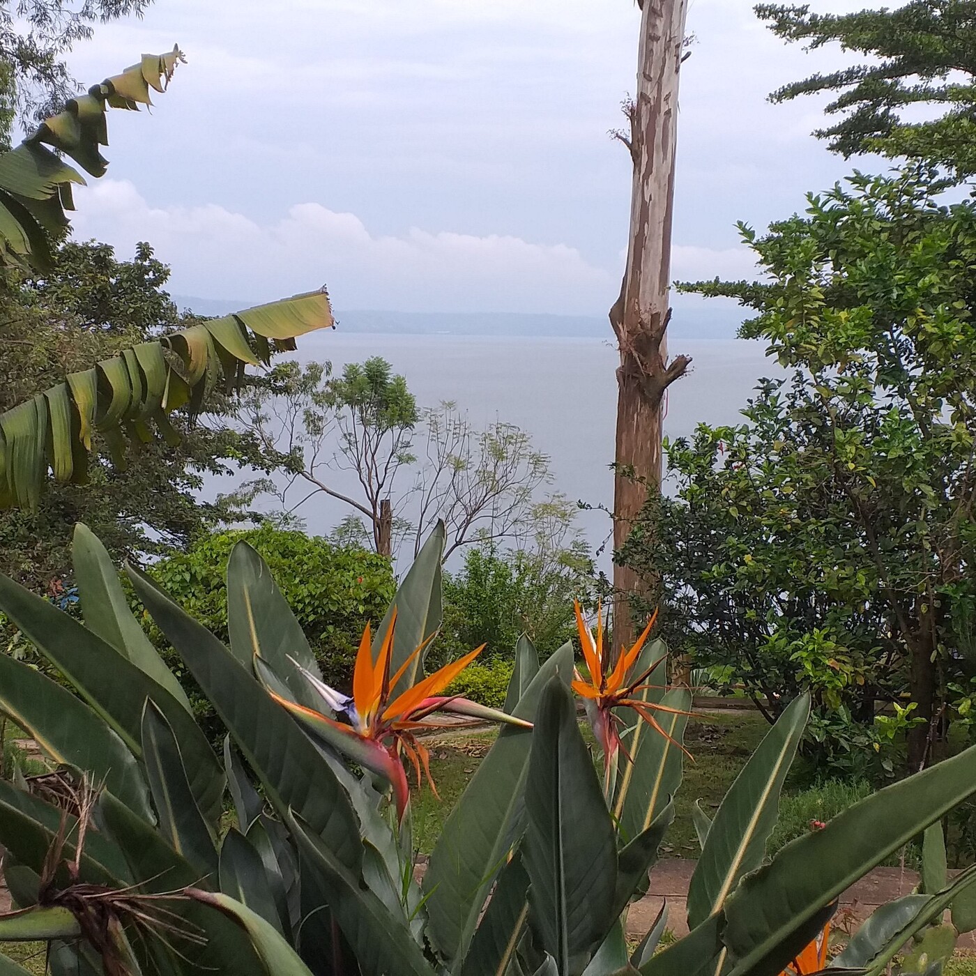 FLORES EN EL CONGO
