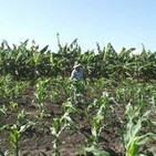 Tierras en usufructo en Manatí
