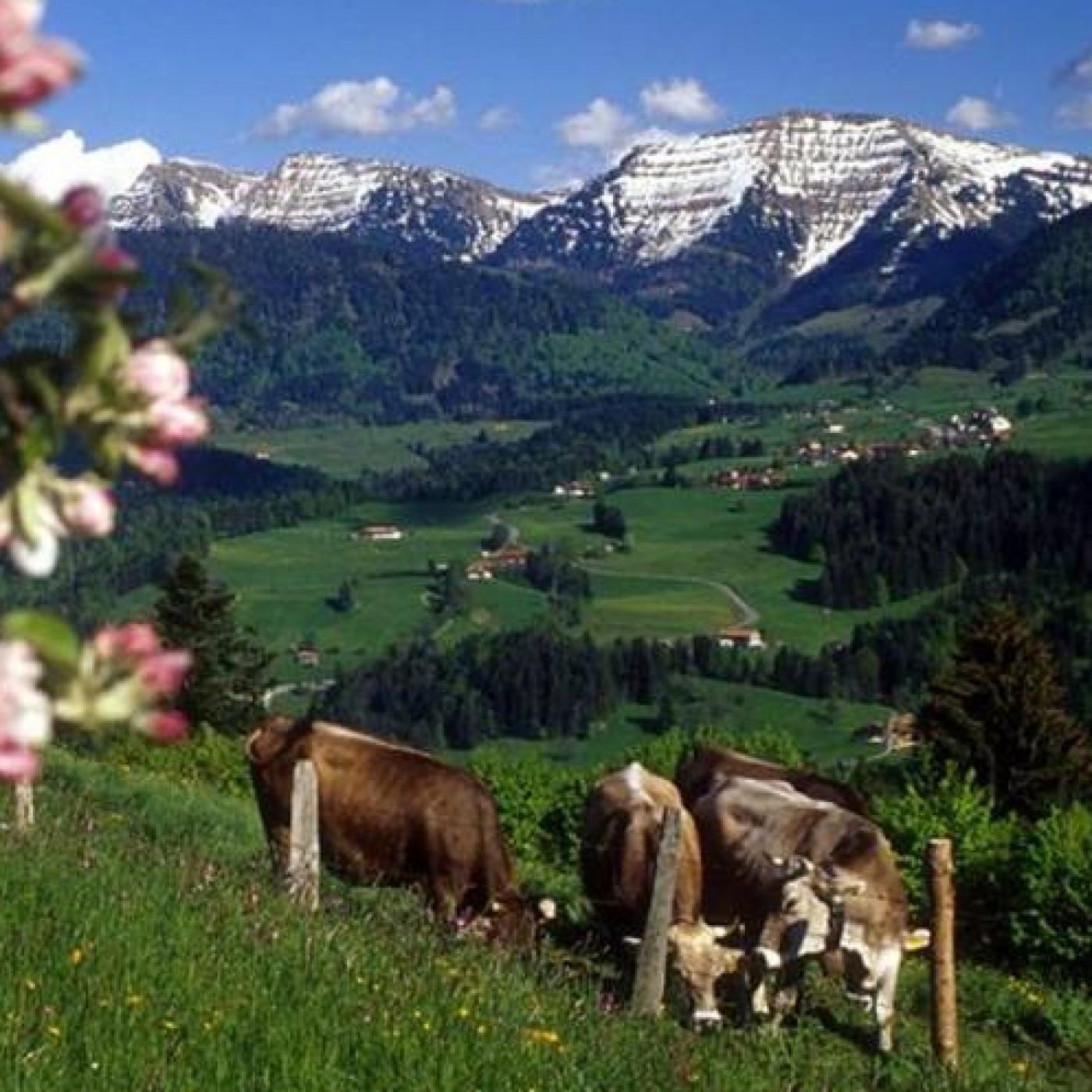 Podcast de Opus Organicum