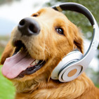 Música pra cachorro