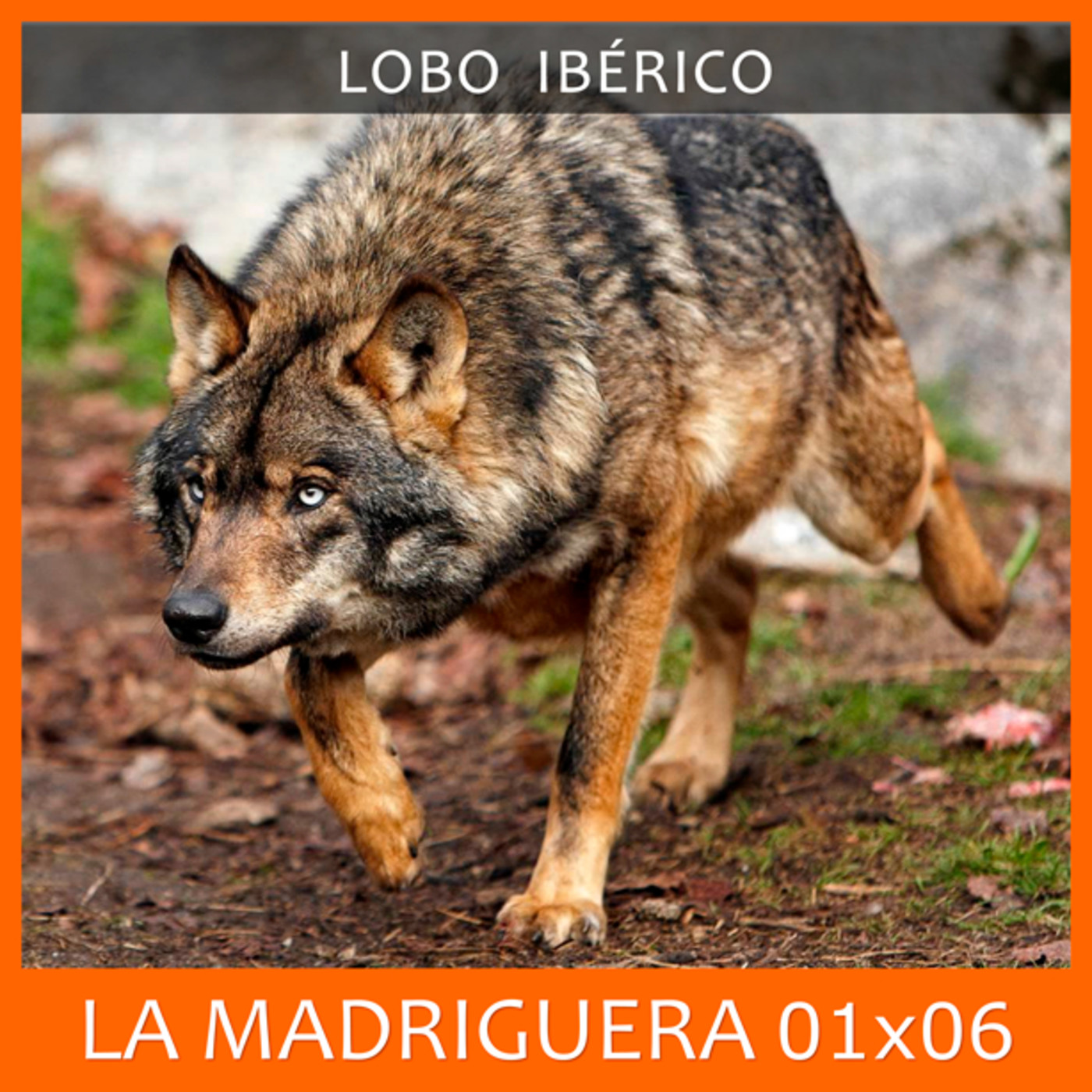 LA MADRIGUERA