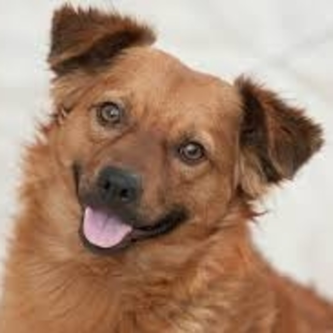 RADIOESCENA MAS D’ENRIC