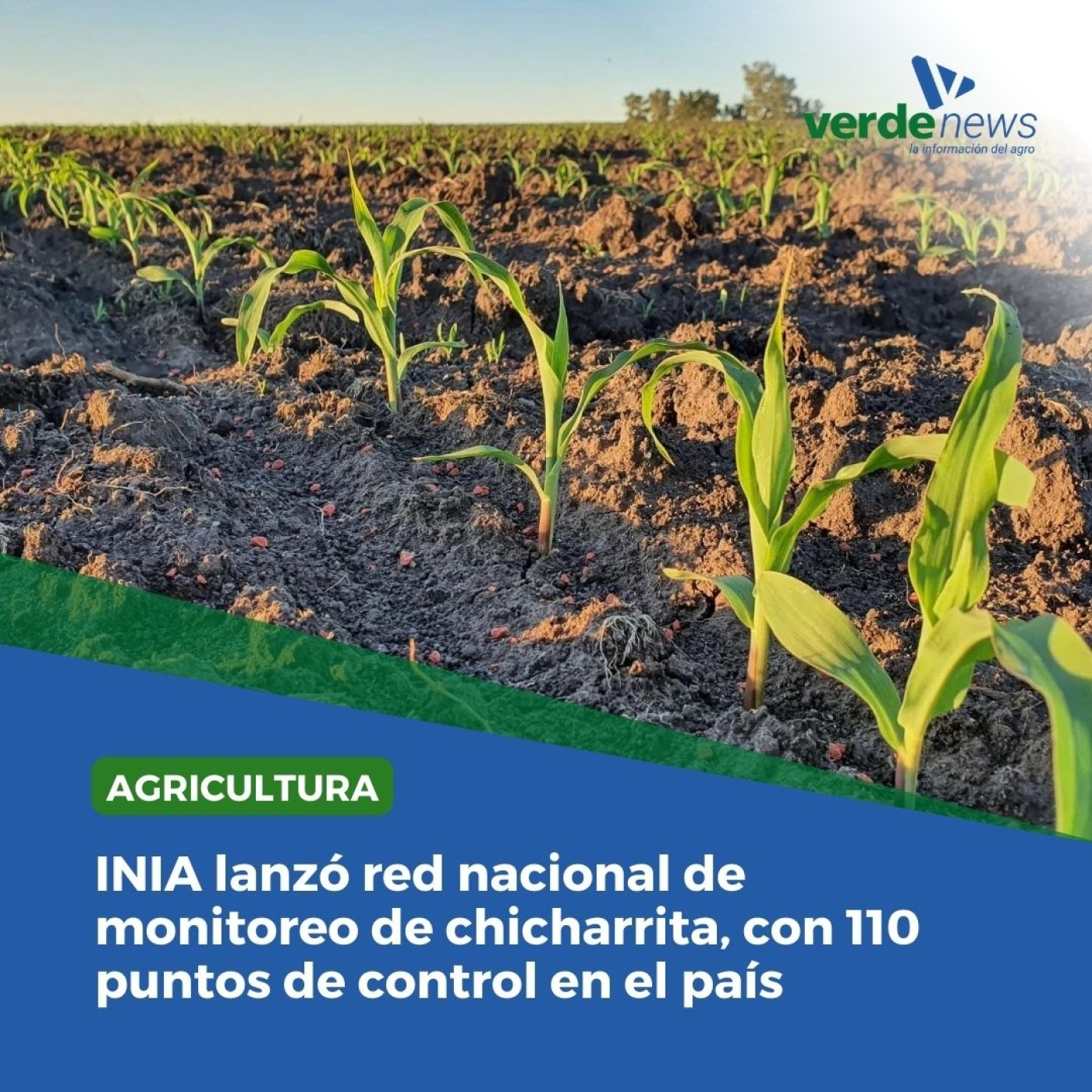 Sebastián Mazzilli - director del Sistema Agrícola Ganadero de INIA - 12/08/24 episode artwork