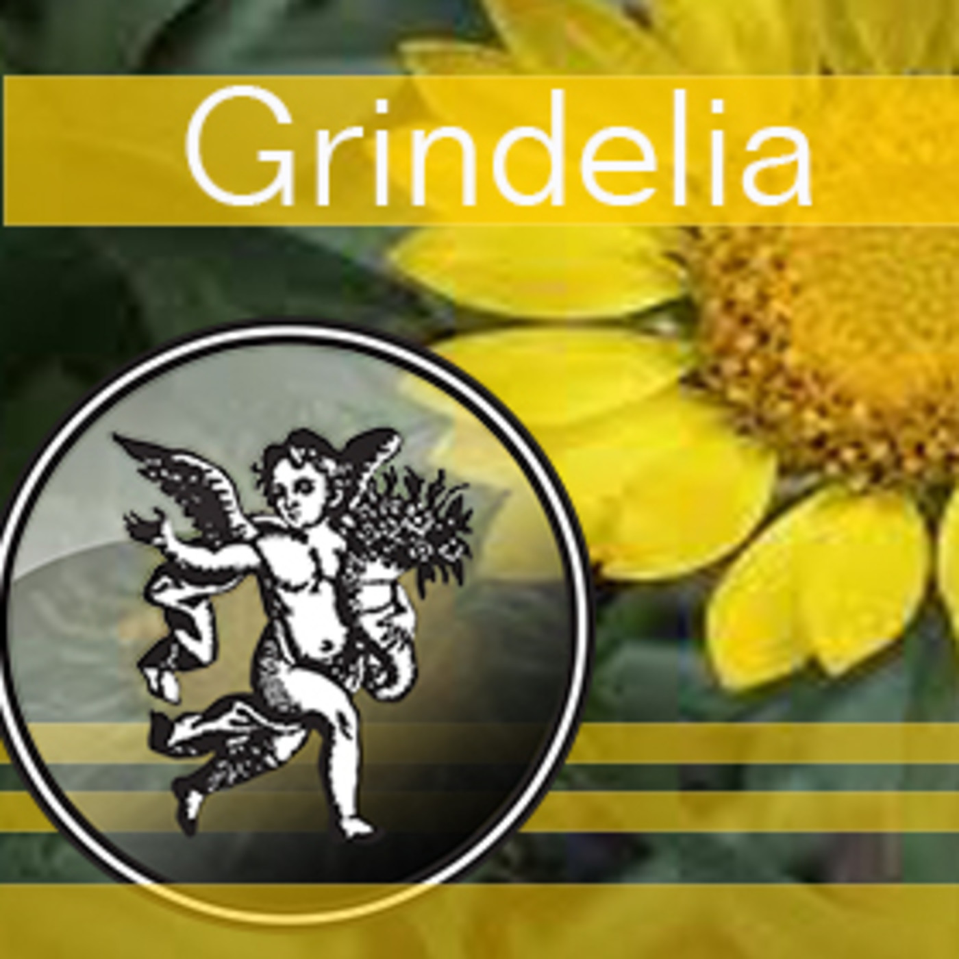 El Angel de tu Salud - GRINDELIA episode artwork