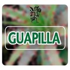 El Angel de tu Salud - GUAPILLA*
