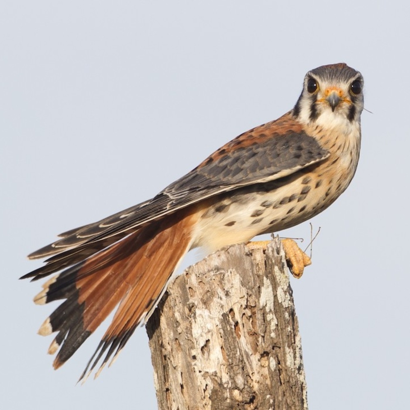 Estudio de Aves Ecojugando