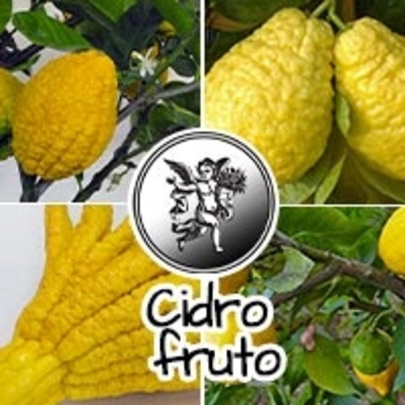 El Ángel de tu Salud - CIDRO FRUTO episode artwork