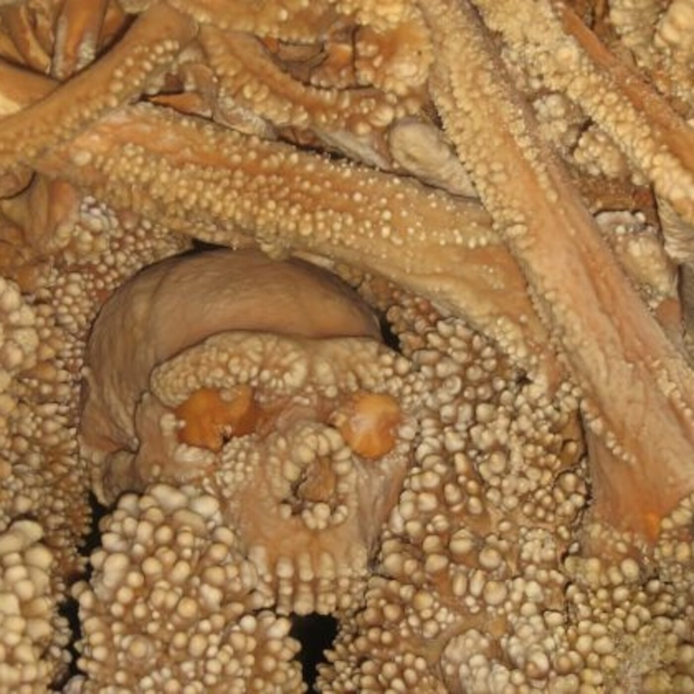 200 - Evolución Humana 3: Homo Ergaster, Homo Antecessor, Homo Heidelberguensis - Episodio exclusivo para mecenas