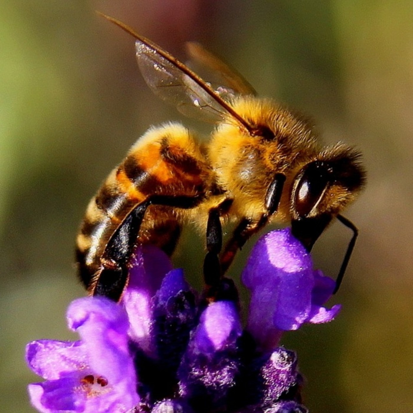 Libelula Azul