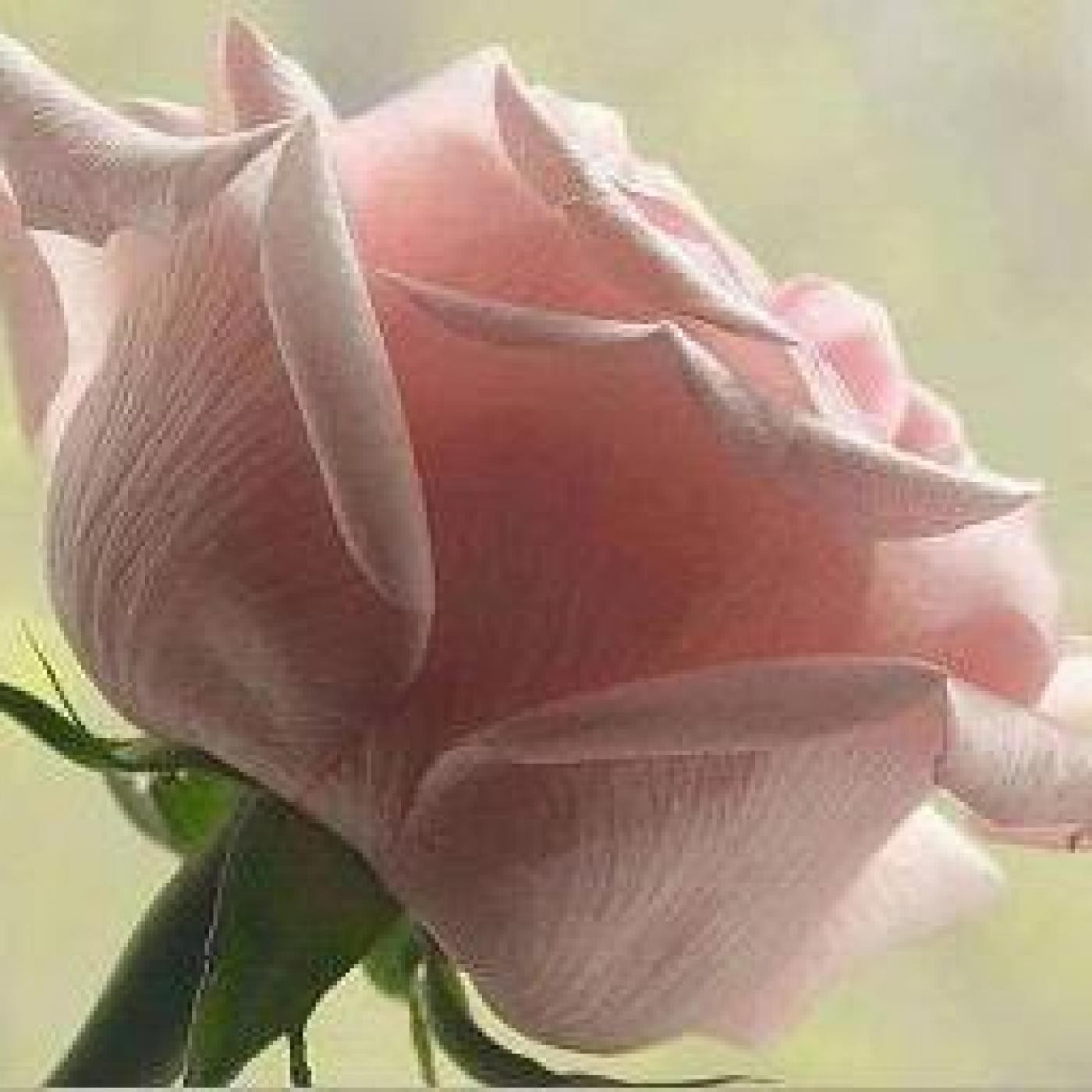 Podcast Reflexiones de Luz y Amor