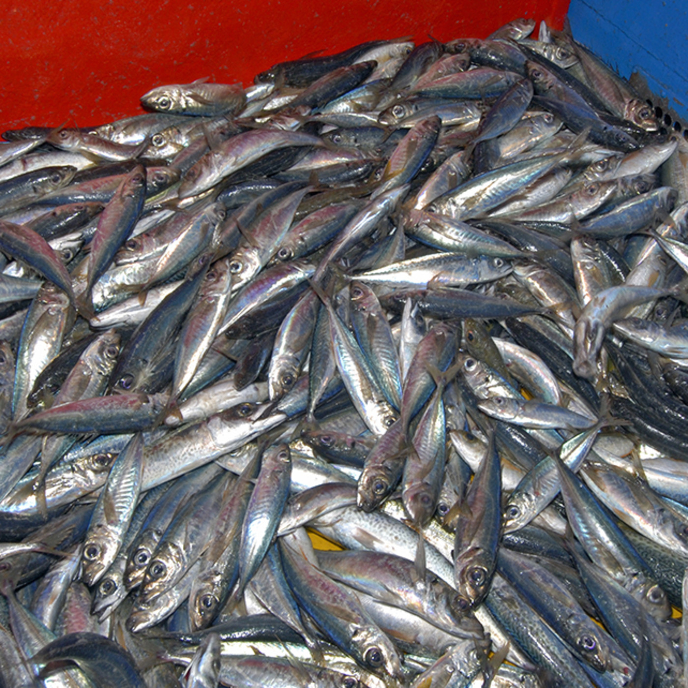 Pesca Tenerife