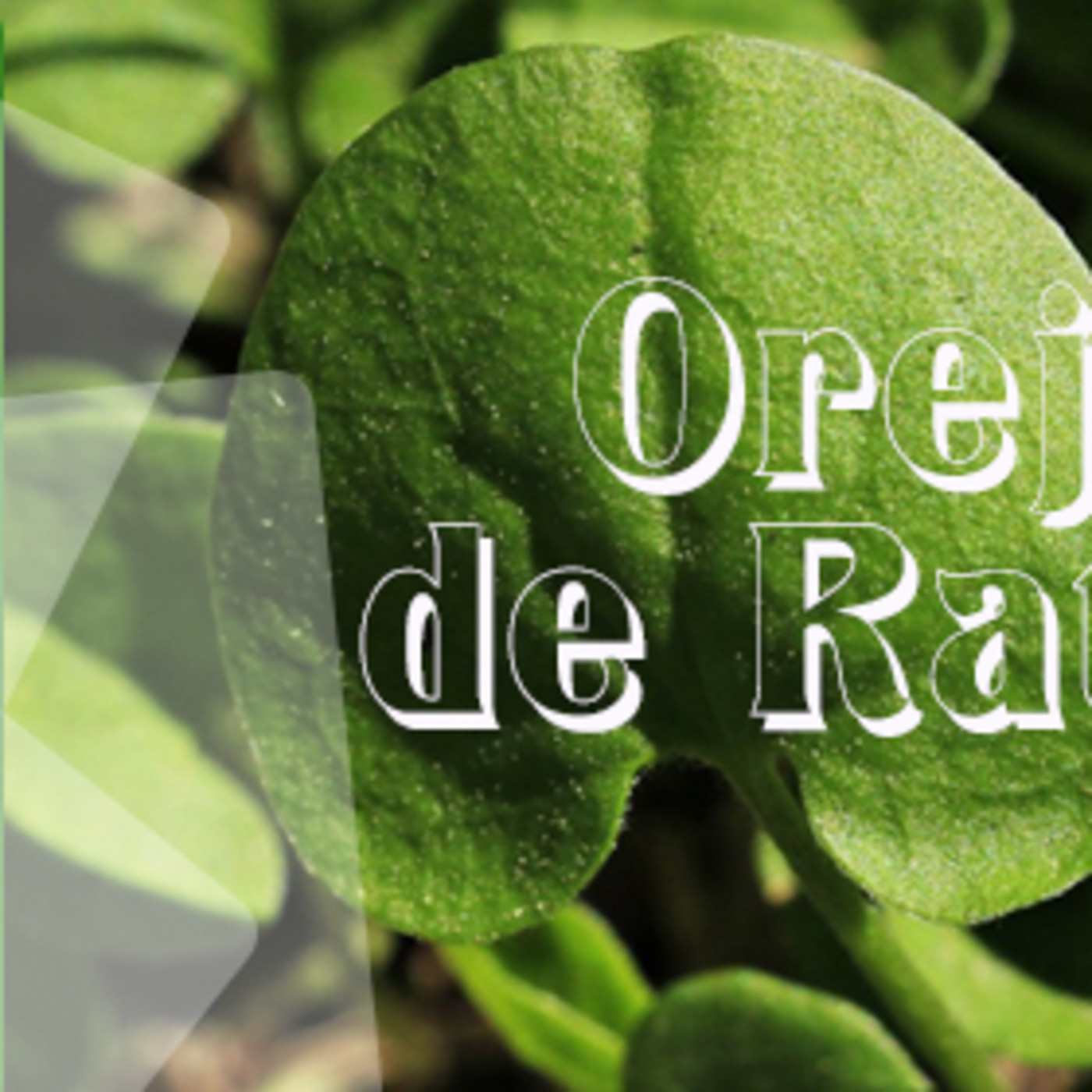 El Ángel de tu Salud - OREJA DE RATÓN II episode artwork