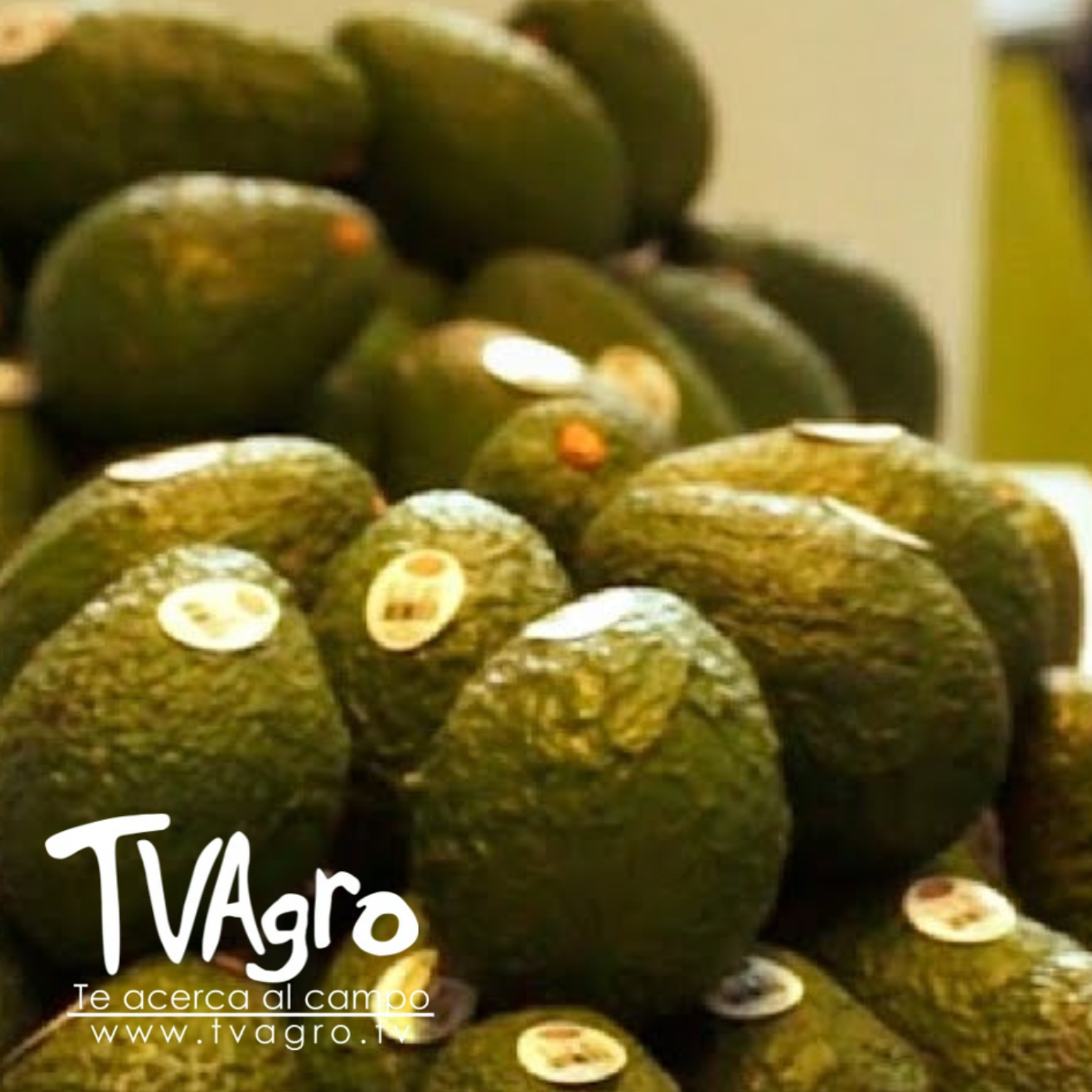TV AGRO