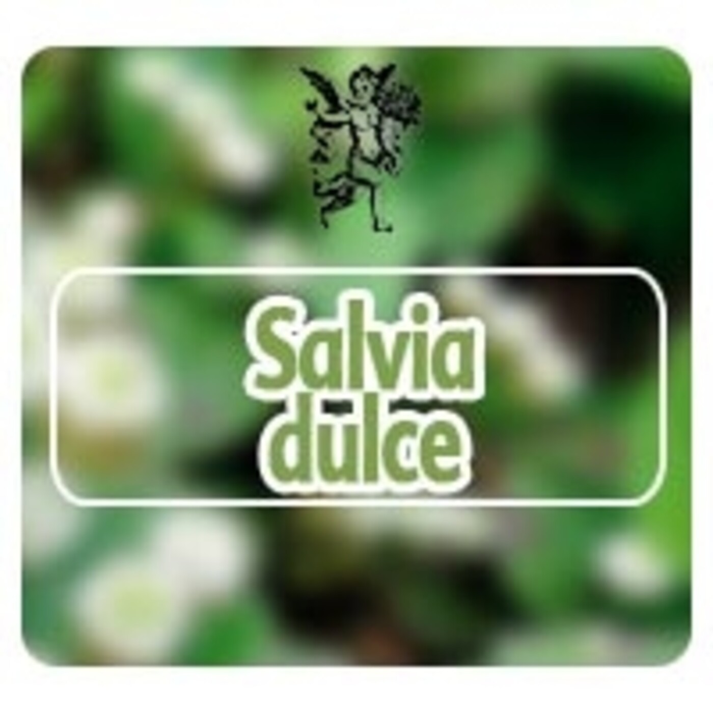 El Angel de tu Salud - SALVIA DULCE episode artwork