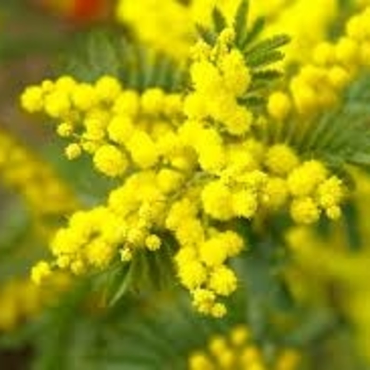 As mimosas invaden novos territorios [SINC]