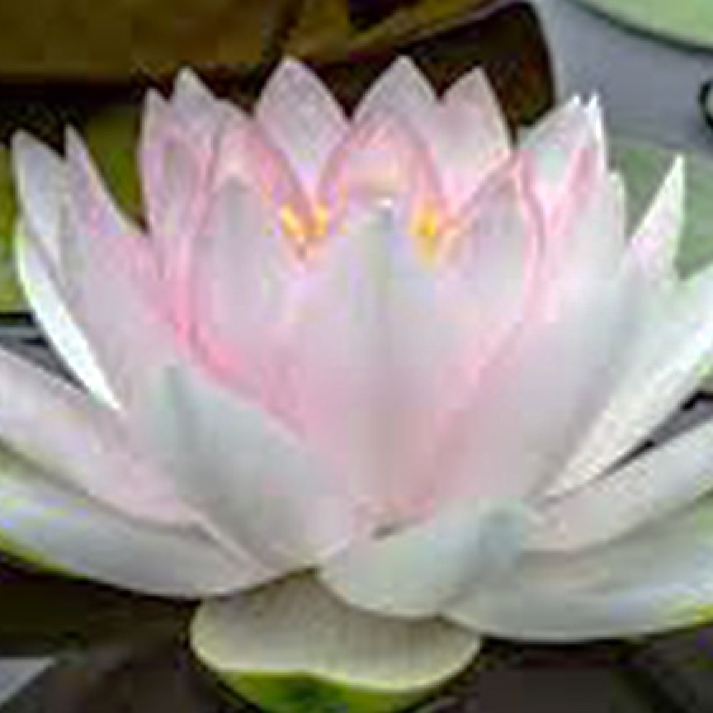 CONCIENCIA Y MEDITACIÓN