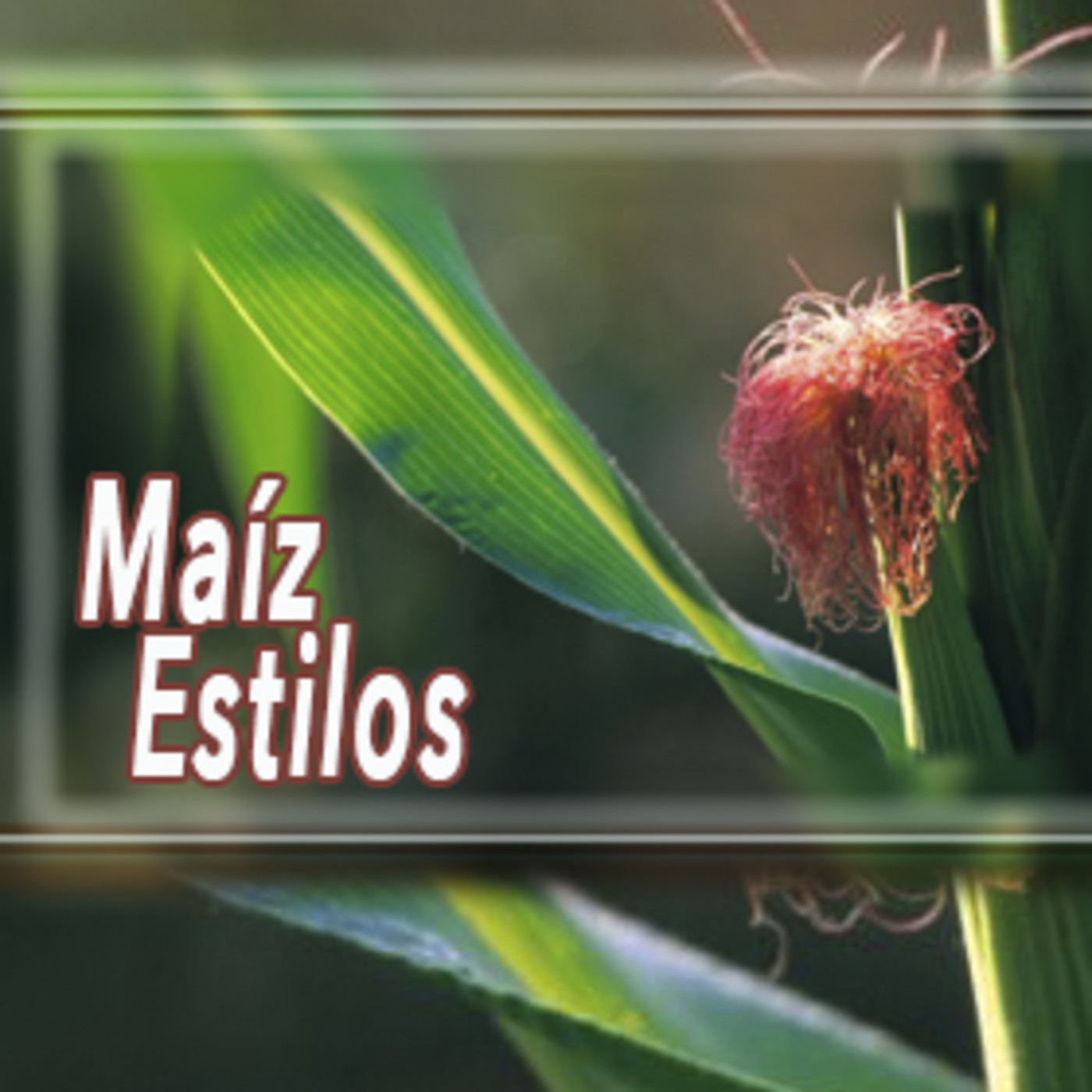 El Ángel de tu Salud - MAÍZ ESTILOS episode artwork