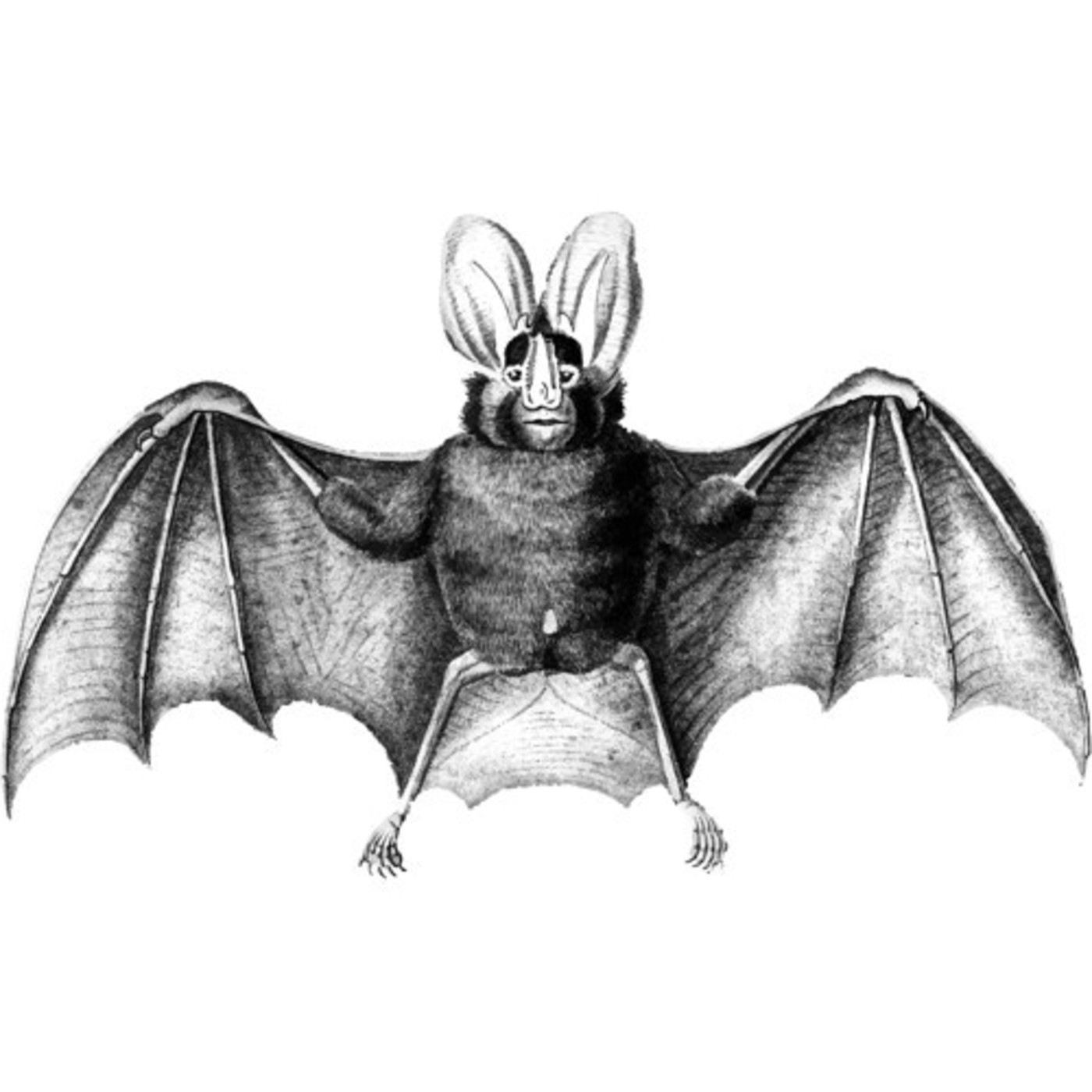 Paraula d´Aaficio